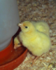 as chicks