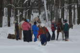 horses in the snow