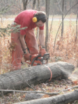 tree chopping