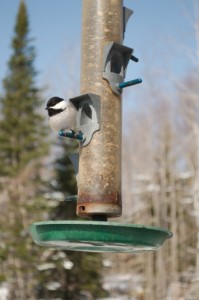 20140417_ELF_2650
