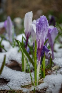 20150424_ELF_4924