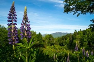 20150607_ELF_5556.jpg Lupine festival in Sugarhill, NH