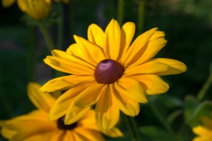 20150728_ELF_6132
