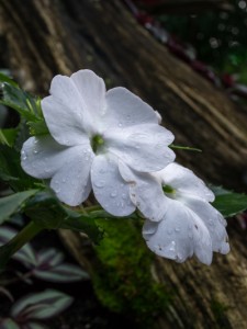 20150731_ELF_6251