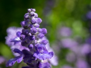 20150731_ELF_6272