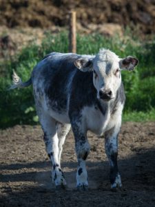 20160604_ELF_9645